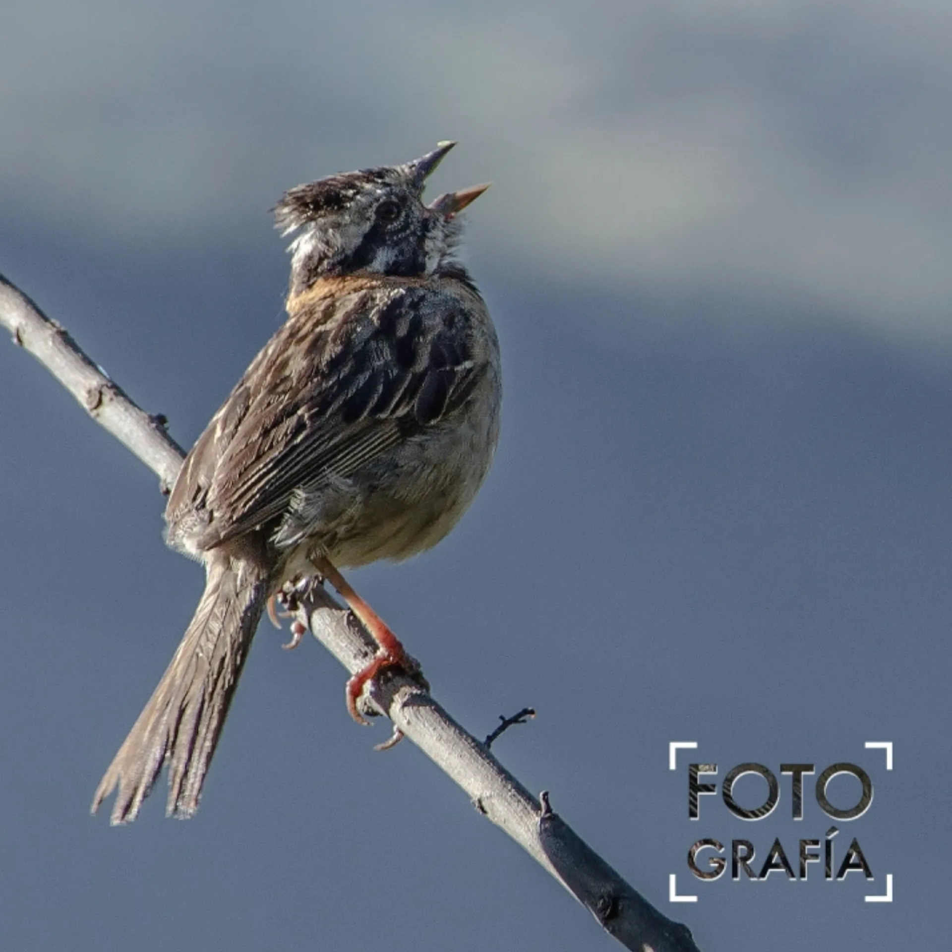 FOTOGRAFÍA